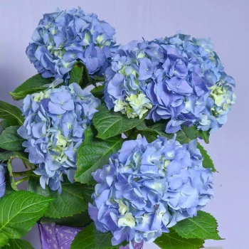 HYDRANGEA macrophylla Early Pink