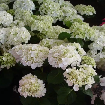 HYDRANGEA macrophylla Emile Mouillère