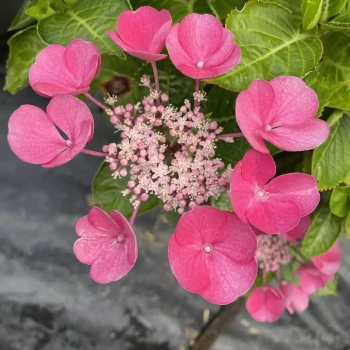 HYDRANGEA macrophylla Gimpel