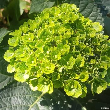 HYDRANGEA macrophylla Green Ever Belles