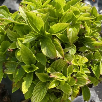 HYDRANGEA macrophylla Hornli