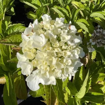 HYDRANGEA macrophylla Immaculata