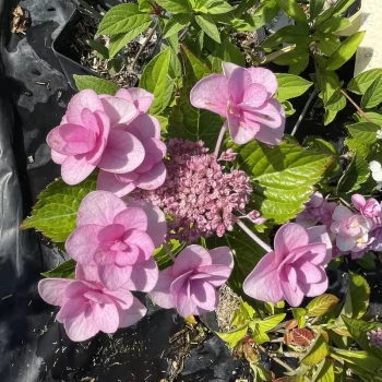 HYDRANGEA macrophylla Mikawa Yae