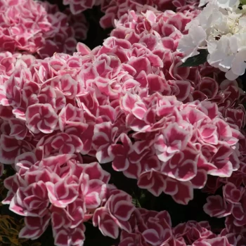 HYDRANGEA macrophylla Red Baron