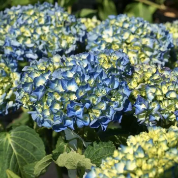 HYDRANGEA macrophylla Renate Steiniger