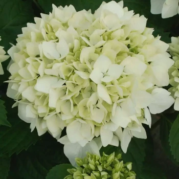 HYDRANGEA macrophylla Soeur Thérèse