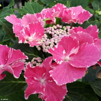 HYDRANGEA macrophylla So Long Ebony