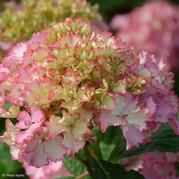 HYDRANGEA macrophylla So Long Sunny