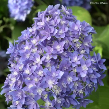 HYDRANGEA macrophylla Stellar Blue