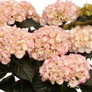 HYDRANGEA macrophylla Sybilla
