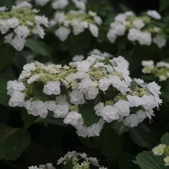 HYDRANGEA macrophylla Wedding Gown