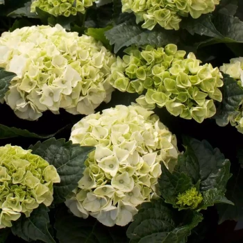 HYDRANGEA macrophylla Wudu