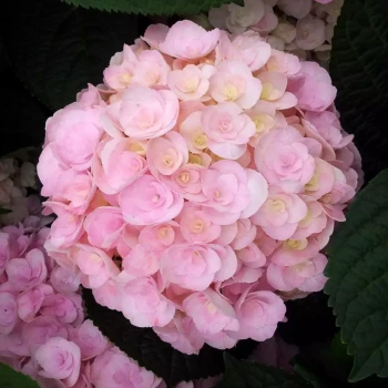 HYDRANGEA macrophylla You and Me Expression