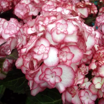 HYDRANGEA macrophylla You & Me Miss Saori