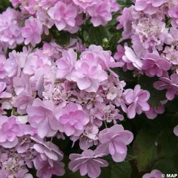 HYDRANGEA macrophylla You & Me Forever