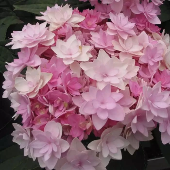 HYDRANGEA macrophylla You & Me Romance
