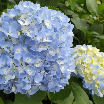 HYDRANGEA macrophylla Ankong