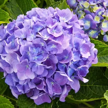 HYDRANGEA macrophylla Grandmont