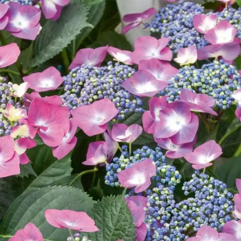 HYDRANGEA macrophylla Mousmee