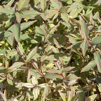 HYPERICUM moserianum Tricolor