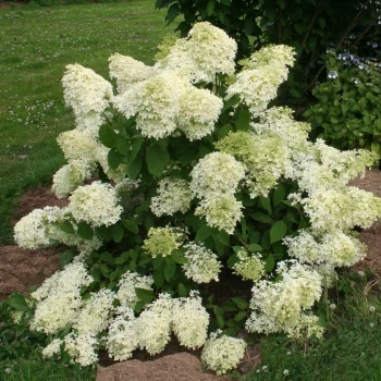 HYDRANGEA paniculata Dentelle de Goron