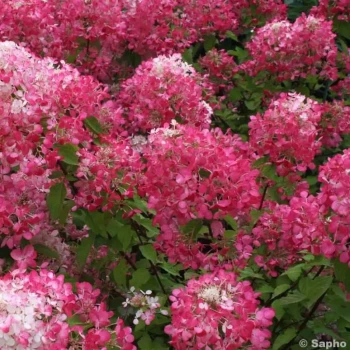 HYDRANGEA paniculata Diamant Rouge