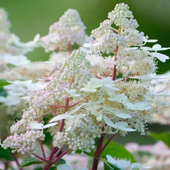 HYDRANGEA paniculata Early Harry