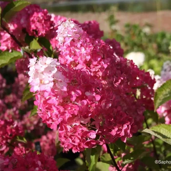 HYDRANGEA paniculata Fraise Melba