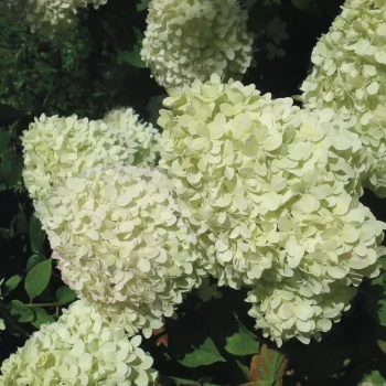 HYDRANGEA paniculata Lime Light