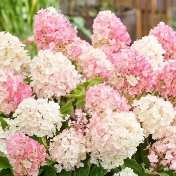 HYDRANGEA paniculata Living Litte Blossom