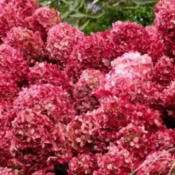 HYDRANGEA paniculata Living Litte Love