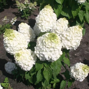 HYDRANGEA paniculata Magical Mount Aso