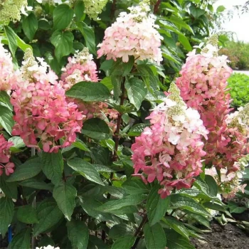HYDRANGEA paniculata Magical Sweet Summer