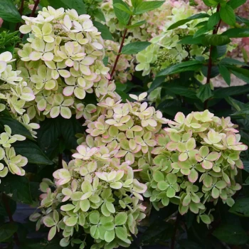 HYDRANGEA paniculata Pastelgreen