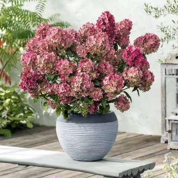 HYDRANGEA paniculata Petite Star