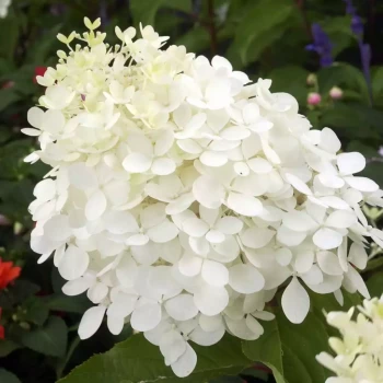HYDRANGEA paniculata Phantom