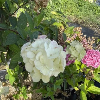 HYDRANGEA paniculata Polestar