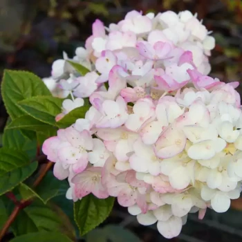 HYDRANGEA paniculata Sundae Fraise