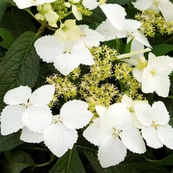 HYDRANGEA petiolaris