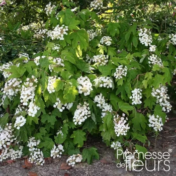 HYDRANGEA quercifolia Alice