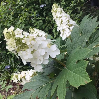 HYDRANGEA quercifolia Snow Queen