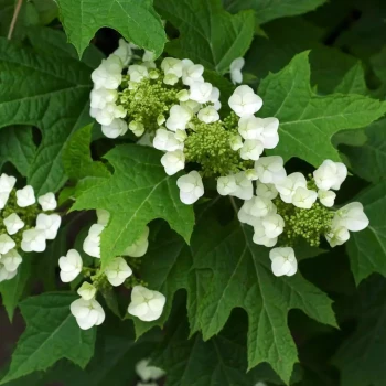 HYDRANGEA quercifolia