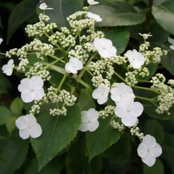 HYDRANGEA x Semiola