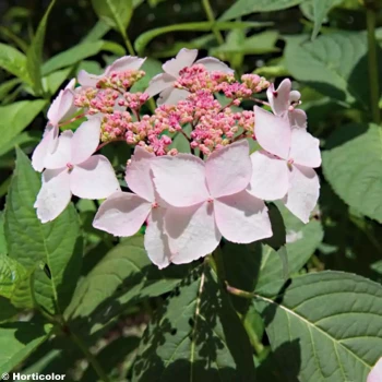 HYDRANGEA serrata Grayswood