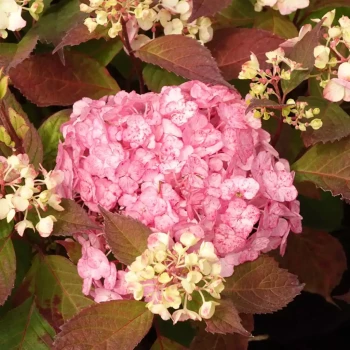 HYDRANGEA serrata Precioza