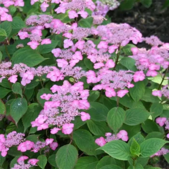 HYDRANGEA serrata Yezoensis