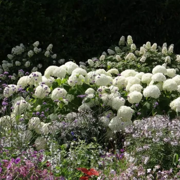 HYDRANGEA x Renaissance