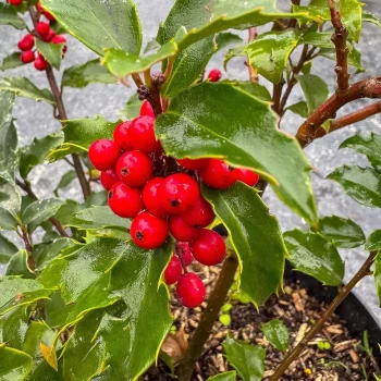 ILEX aquifolium Alaska