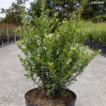 ILEX crenata Caroline Upright
