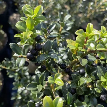 ILEX crenata Chat'o